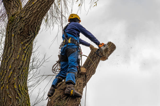 Best Utility Line Clearance  in Poolesville, MD