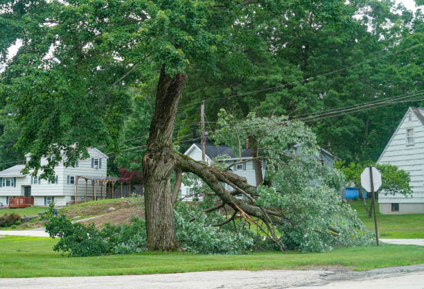 Best Tree Removal Service  in Poolesville, MD