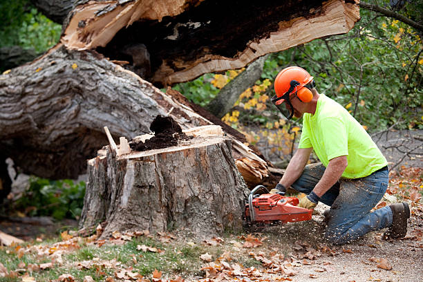 Why Choose Our Tree Removal Services in Poolesville, MD?